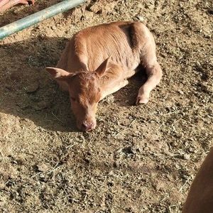 Meet your Posher, Cherye